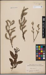 Foto von Salix cinerea L.